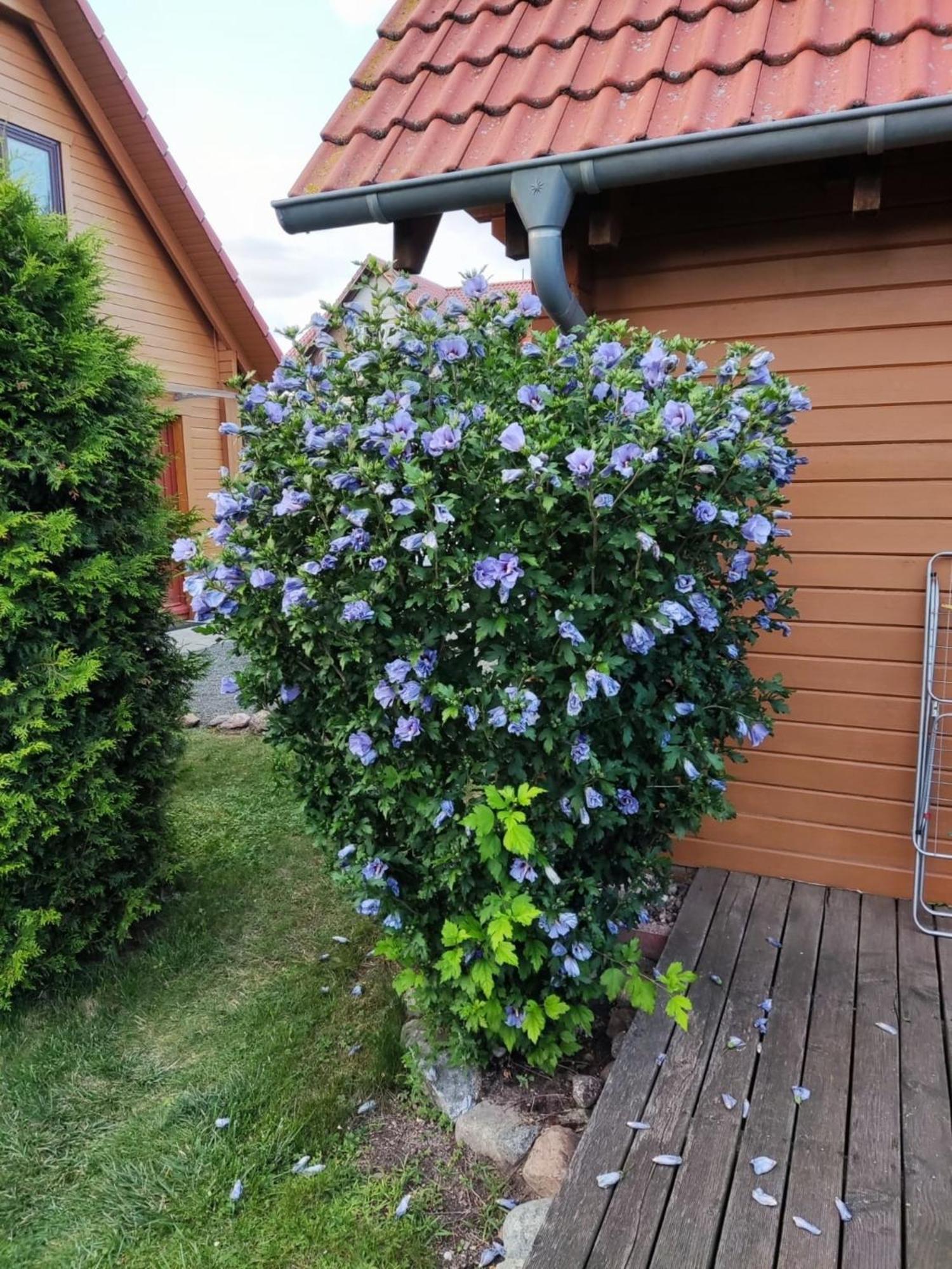 Ferienhaus Bliev-Hee Nr 4 Klink Zewnętrze zdjęcie